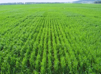 El desafío de cerrar la brecha: nutrición y salud del suelo, las claves para maximizar los rindes