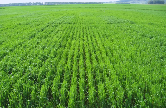 El desafío de cerrar la brecha: nutrición y salud del suelo, las claves para maximizar los rindes