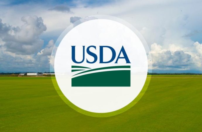 Granos en Alza: ¿Qué Cambiará el Informe del USDA?