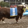 Gran protagonismo de «La Dominga» en las Juras Braford en Palermo: obtuvo el Toro Campeón y la Reservada en hembras