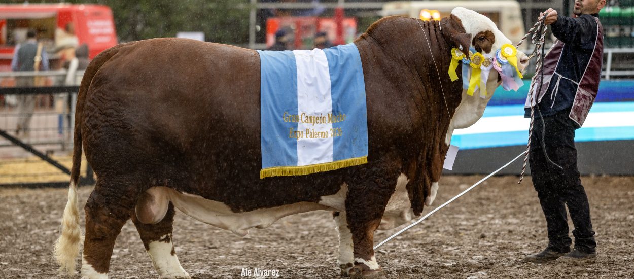 Inicio