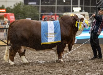 Gran protagonismo de «La Dominga» en las Juras Braford en Palermo: obtuvo el Toro Campeón y la Reservada en hembras