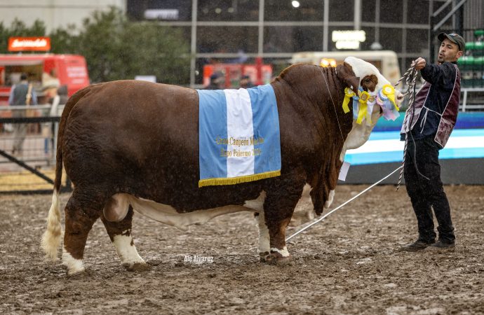 Gran protagonismo de «La Dominga» en las Juras Braford en Palermo: obtuvo el Toro Campeón y la Reservada en hembras