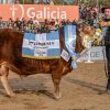 La raza Limousin brilló en Palermo: La Cotidiana y Los Ombúes se alzaron con los máximos galardones