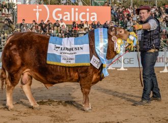 La raza Limousin brilló en Palermo: La Cotidiana y Los Ombúes se alzaron con los máximos galardones
