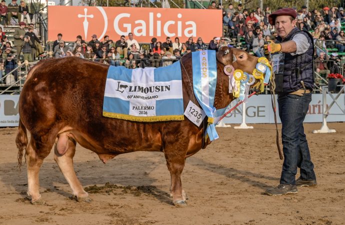 La raza Limousin brilló en Palermo: La Cotidiana y Los Ombúes se alzaron con los máximos galardones