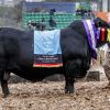 Histórico «doblete» de Cabaña El Porvenir en la Rural de Palermo: se llevó los máximos premios en Brangus