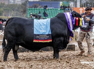 Histórico «doblete» de Cabaña El Porvenir en la Rural de Palermo: se llevó los máximos premios en Brangus