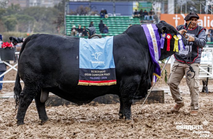 Histórico «doblete» de Cabaña El Porvenir en la Rural de Palermo: se llevó los máximos premios en Brangus