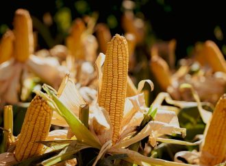 Alerta en los mercados: el clima y China disparan los precios