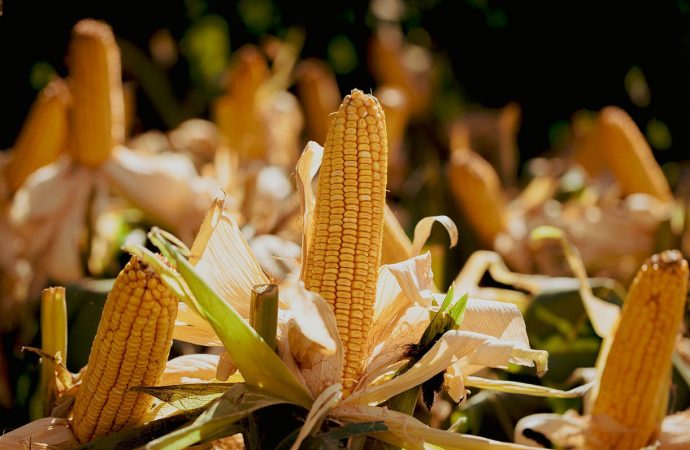 Alerta en los mercados: el clima y China disparan los precios