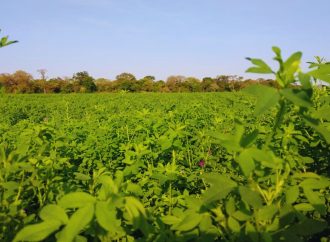 Alfalfa: la «reina de las forrajeras» muestra su alto potencial en el suelo formoseño