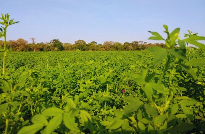 Alfalfa: la «reina de las forrajeras» muestra su alto potencial en el suelo formoseño