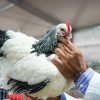 Después de cuatro años las aves regresan a la Exposición Rural de Palermo para dar más colorido a la muestra