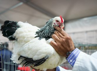 Después de cuatro años las aves regresan a la Exposición Rural de Palermo para dar más colorido a la muestra