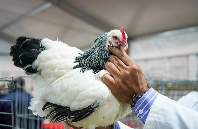 Después de cuatro años las aves regresan a la Exposición Rural de Palermo para dar más colorido a la muestra
