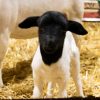 Carlos: el primer cordero que nació en la Expo Rural de Palermo