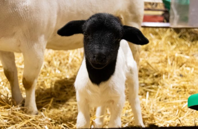 Carlos: el primer cordero que nació en la Expo Rural de Palermo