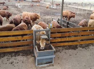 Ganadería de precisión en Santa Julia: la ciencia detrás de los novillos que buscan el podio en el Block Test de Palermo