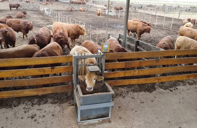 Ganadería de precisión en Santa Julia: la ciencia detrás de los novillos que buscan el podio en el Block Test de Palermo