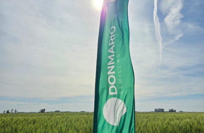 Innovación y rinde: DONMARIO apuesta a los trigos de ciclo corto y la tecnología genética para potenciar la campaña