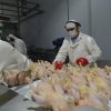 Argentina recupera el mercado europeo para la exportación de carne aviar