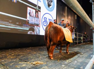 Récord en Palermo: se vendió el 50% de un ternero Angus patagónico en $81 millones