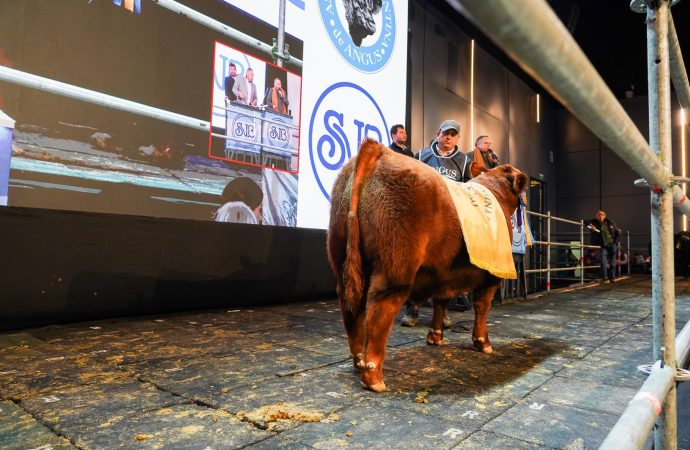 Récord en Palermo: se vendió el 50% de un ternero Angus patagónico en $81 millones