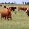 Ganadería Posible: El ambicioso proyecto para redefinir la industria cárnica argentina bajo estándares globales de sustentabilidad