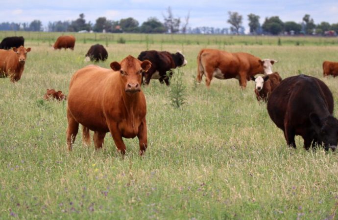 Ganadería Posible: El ambicioso proyecto para redefinir la industria cárnica argentina bajo estándares globales de sustentabilidad