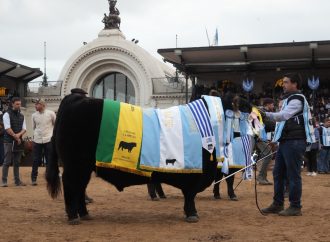 «Rip», el toro de la cabaña Don José, se consagró Gran Campeón Macho Angus en Palermo