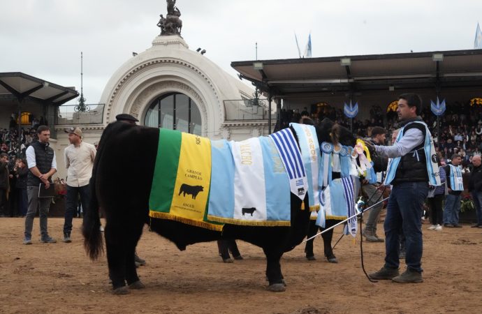 «Rip», el toro de la cabaña Don José, se consagró Gran Campeón Macho Angus en Palermo