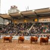 La elite del Angus brilla en Palermo: se consagraron los mejores terneros de la exposición