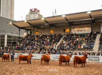 La elite del Angus brilla en Palermo: se consagraron los mejores terneros de la exposición