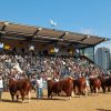 Hereford palpita Palermo 2026: Una demostración de potencial genético y calidad cárnica sin fronteras