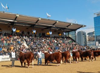 Hereford palpita Palermo 2026: Una demostración de potencial genético y calidad cárnica sin fronteras