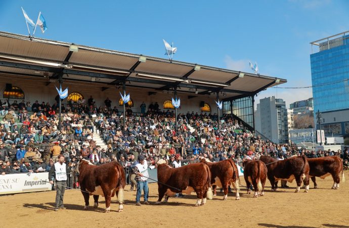 Hereford palpita Palermo 2026: Una demostración de potencial genético y calidad cárnica sin fronteras