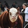 La «raza sin fronteras» se prepara para brillar en la Expo Rural de Palermo 2026