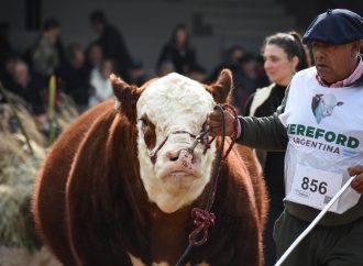 La «raza sin fronteras» se prepara para brillar en la Expo Rural de Palermo 2026