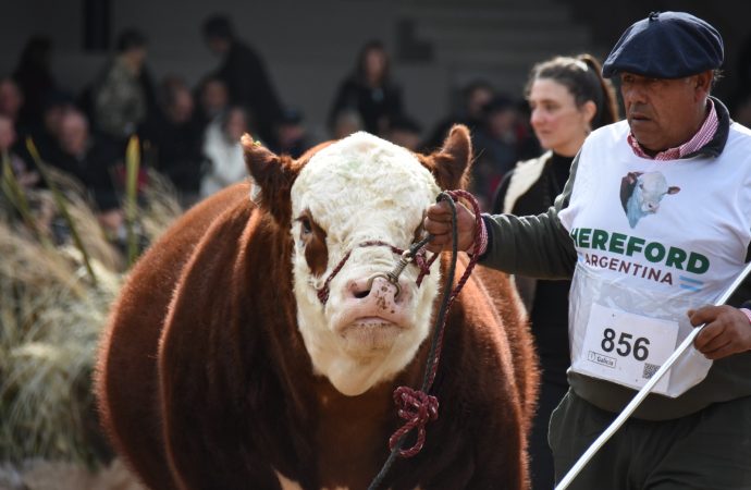 La «raza sin fronteras» se prepara para brillar en la Expo Rural de Palermo 2026