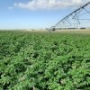 Innovación y Solidaridad: Balcarce será Sede de la Primera Jornada Técnica «La Papa, de Argentina al Mundo»