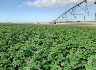 Innovación y Solidaridad: Balcarce será Sede de la Primera Jornada Técnica «La Papa, de Argentina al Mundo»