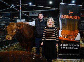 Limousin: el motor de la producción cárnica celebra 60 años en pleno auge ganadero