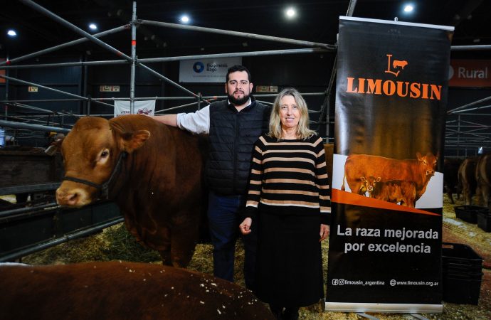 Limousin: el motor de la producción cárnica celebra 60 años en pleno auge ganadero