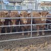 Limousin celebra sus 60 años con una fuerte apuesta a la eficiencia carnicera en la 138° Expo Rural de Palermo