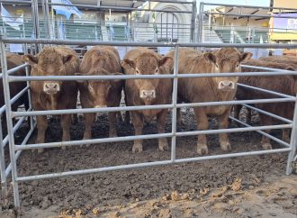Limousin celebra sus 60 años con una fuerte apuesta a la eficiencia carnicera en la 138° Expo Rural de Palermo