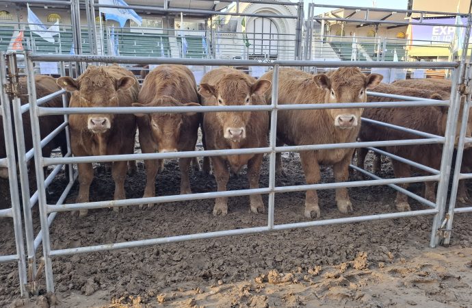 Limousin celebra sus 60 años con una fuerte apuesta a la eficiencia carnicera en la 138° Expo Rural de Palermo