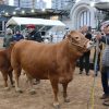 La raza Limousin dio el puntapié inicial en Palermo: Tini Tini y De Paul fueron los primeros en ingresar