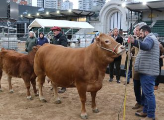 La raza Limousin dio el puntapié inicial en Palermo: Tini Tini y De Paul fueron los primeros en ingresar