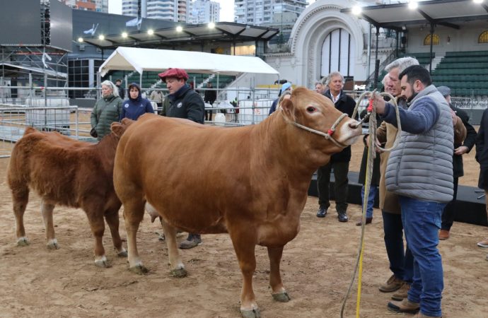 La raza Limousin dio el puntapié inicial en Palermo: Tini Tini y De Paul fueron los primeros en ingresar